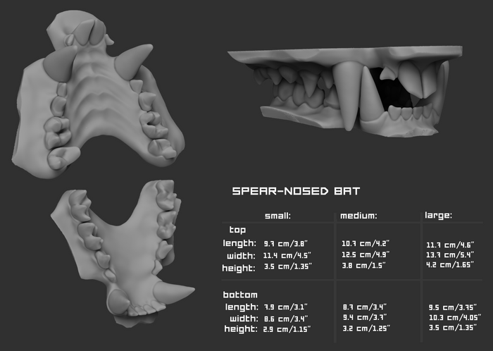 Gray 3D model of spear-nosed bat teeth with size chart on a dark background